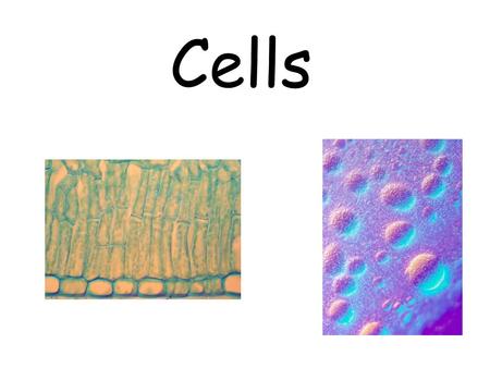 Cells. Cell A cell is the smallest unit of a living thing. It holds all the structures, or parts, needed to live. The human body contains trillions of.