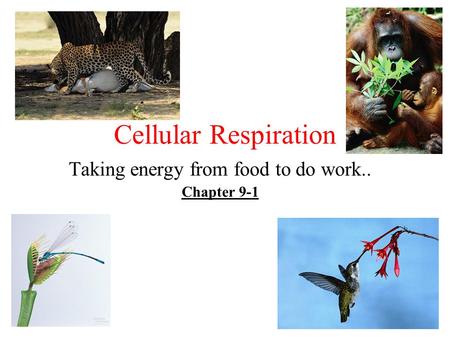 Cellular Respiration Taking energy from food to do work.. Chapter 9-1.