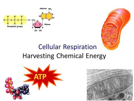 2009-2010 Cellular Respiration Harvesting Chemical Energy ATP.