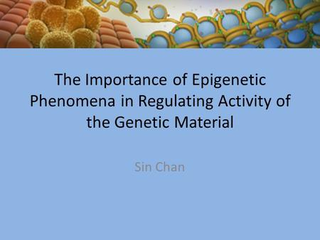 The Importance of Epigenetic Phenomena in Regulating Activity of the Genetic Material Sin Chan.