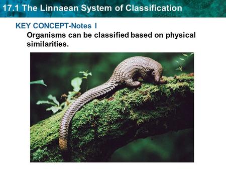 17.1 The Linnaean System of Classification KEY CONCEPT-Notes I Organisms can be classified based on physical similarities.
