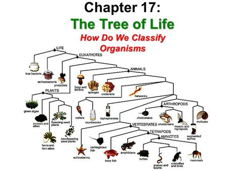 The Tree of Life How Do We Classify Organisms Chapter 17: The Tree of Life How Do We Classify Organisms.