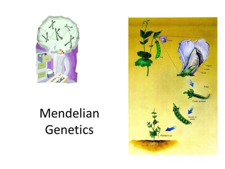 Mendelian Genetics. Gregor Mendel Who? – Austrian monk (1865), “Father of Genetics” What? – Pea plants Why? – Reproduce quickly – Many, different observable.