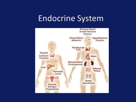 Endocrine System. Regulates overall metabolism, homeostasis, growth and reproduction Glands – are organs that specialize in the secretion of substances.