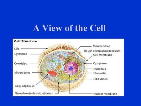 A View of the Cell Cellular Organization Cell Tissue – group of cells functioning together. Organ – group of tissues functioning together. Organ System.