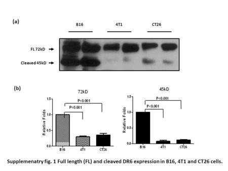 B16 4T1 CT26 FL 72kD Cleaved 45kD (a) (b) Supplemenatry fig. 1 Full length (FL) and cleaved DR6 expression in B16, 4T1 and CT26 cells.