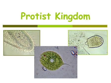 Protist Kingdom. 6/27/2016SBI3U - A.Y. Jackson2 Protists  most diverse kingdom  all eukaryotic  mostly unicellular aquatic organisms  asexual reproduction.