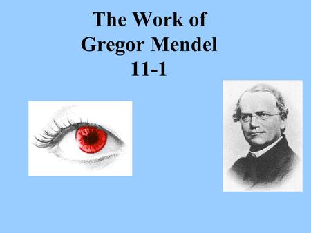The Work of Gregor Mendel 11-1. Transmission of characteristics from _______________________is called ___________________. The _________ that studies.