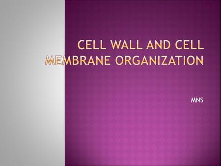 MNS. Cell Membrane and its Organization Biological membranes: The boundaries of cells are formed by biological membranes The barriers that define the.