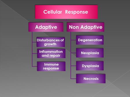 Cellular Response Adaptive Disturbances of growth Inflammation and repair Immune response Non Adaptive Degeneration Neoplasia Dysplasia Necrosis.