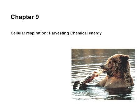 Chapter 9 Cellular respiration: Harvesting Chemical energy