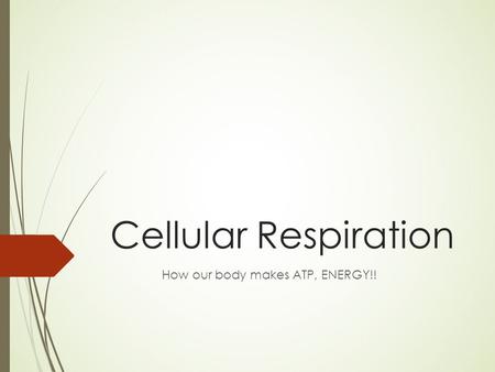 Cellular Respiration How our body makes ATP, ENERGY!!