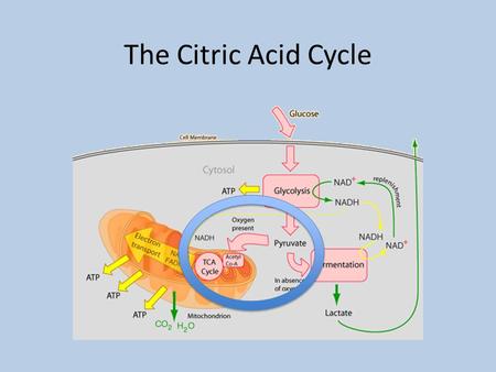 The Citric Acid Cycle.