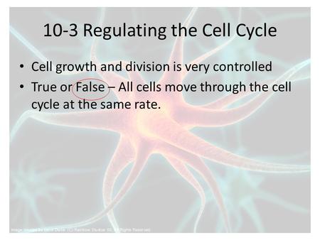 10-3 Regulating the Cell Cycle Cell growth and division is very controlled True or False – All cells move through the cell cycle at the same rate.