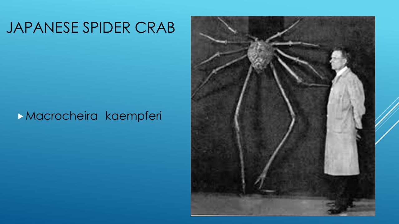 deep sea giant spider crab