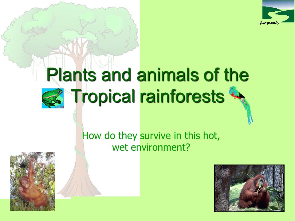 Plants and animals of the Tropical rainforests - ppt video online download