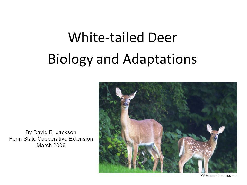White-tailed Deer Biology and Adaptations - ppt video online download