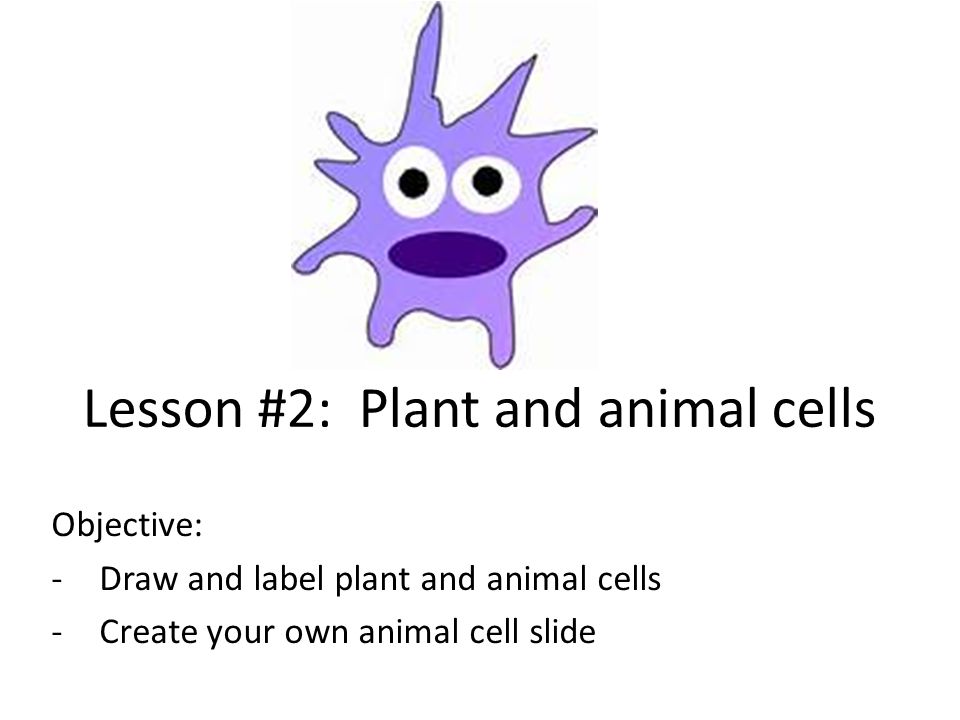 Lesson #2: Plant and animal cells - ppt video online download