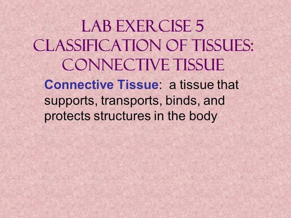 Lab Exercise 5 Classification of Tissues: Connective Tissue Connective  Tissue: a tissue that supports, transports, binds, and protects structures  in the. - ppt download