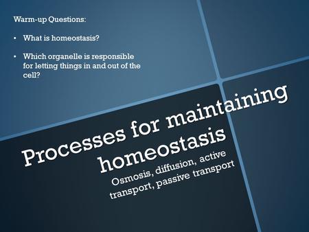 Processes for maintaining homeostasis Osmosis, diffusion, active transport, passive transport Warm-up Questions: What is homeostasis? Which organelle is.