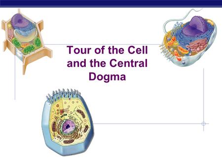 Tour of the Cell and the Central Dogma Prokaryote bacteria cells Types of cells Eukaryote animal cells - no organelles - organelles Eukaryote plant cells.