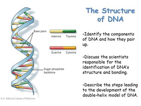 The Structure of DNA -Identify the components of DNA and how they pair up. -Discuss the scientists responsible for the identification of DNA’s structure.