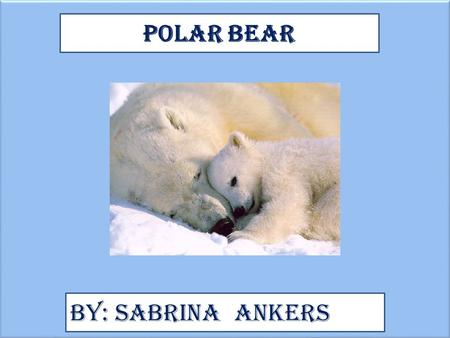 Polar Bear By: Sabrina Ankers