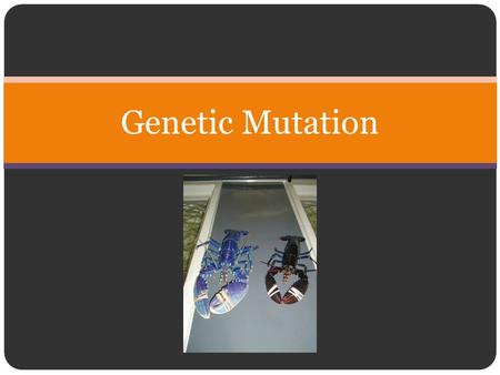 Genetic Mutation. Mutation Greatest source of genetic diversity A change in the sequence of nucleotides of a gene. Some changes to the DNA will alter.