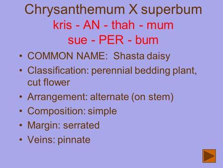Chrysanthemum X superbum kris - AN - thah - mum sue - PER - bum COMMON NAME: Shasta daisy Classification: perennial bedding plant, cut flower Arrangement: