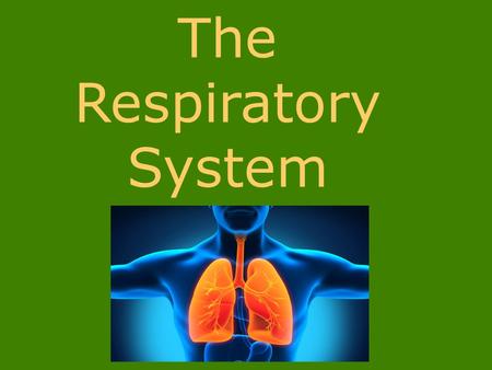 The Respiratory System. Respiratory system: moves oxygen into the body & removes carbon dioxide produced as wastes.