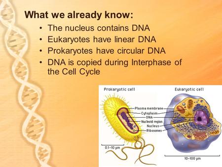 What we already know: The nucleus contains DNA Eukaryotes have linear DNA Prokaryotes have circular DNA DNA is copied during Interphase of the Cell Cycle.