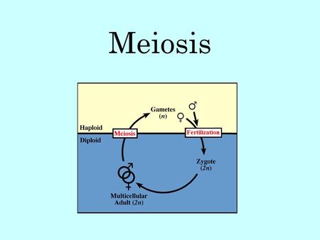Meiosis. Meiosis is a form of cell division where diploid body cells make haploid gametes. In humans, this means cells that have 46 chromosomes (2N) divide.