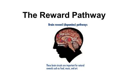 The Reward Pathway.
