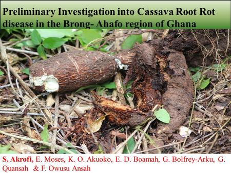 1 Preliminary Investigation into Cassava Root Rot disease in the Brong- Ahafo region of Ghana S. Akrofi, E. Moses, K. O. Akuoko, E. D. Boamah, G. Bolfrey-Arku,