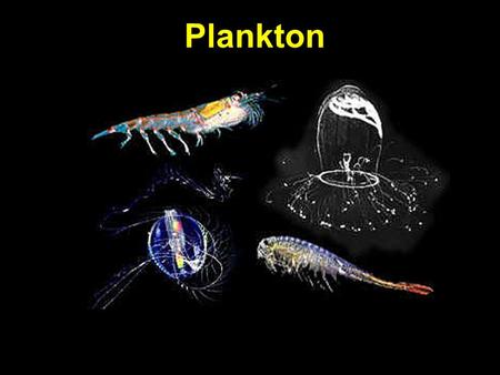 Plankton. Marine life 3 categories: : bottom dwellers; sponges,  crabs : strong swimmers- whales, fish, squid : animal/plants.  - ppt download