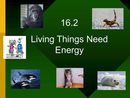 16.2 Living Things Need Energy. List some foods you had for dinner last night. What is the organism that was the source for the food.