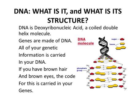 DNA: WHAT IS IT, and WHAT IS ITS STRUCTURE? DNA is Deoxyribonucleic Acid, a coiled double helix molecule. Genes are made of DNA. All of your genetic Information.