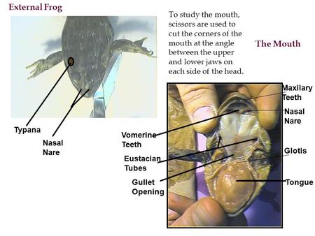 The Mouth To study the mouth, scissors are used to cut the corners of the mouth at the angle between the upper and lower jaws on each side of the head.