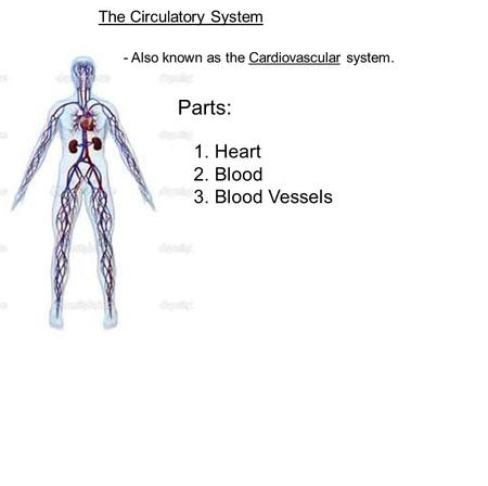 The Circulatory System - Also known as the Cardiovascular system. Parts: 1. Heart 2. Blood 3. Blood Vessels.