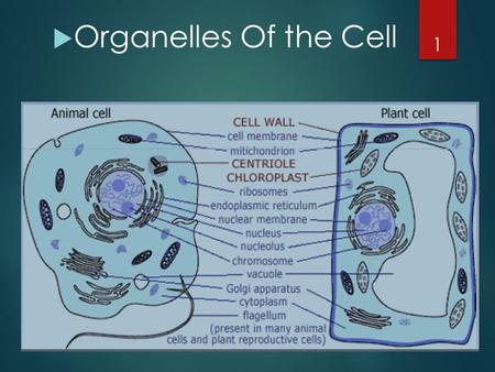 Organelles Of the Cell.