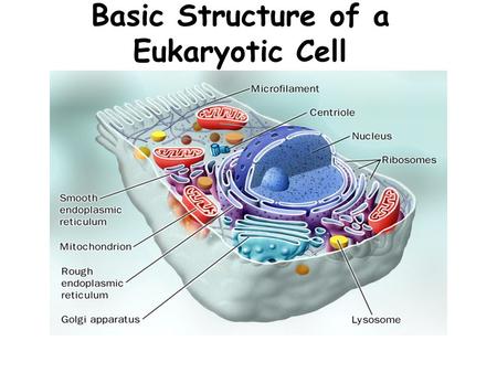 Basic Structure of a Eukaryotic Cell Eukaryotic Cell Contain 3 basic cell structures: Nucleus Cell Membrane Cytoplasm with organelles There are 2 main.