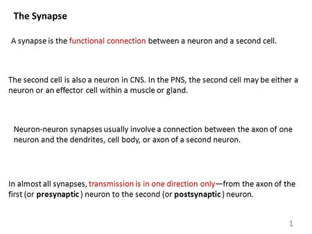 The Synapse A synapse is the functional connection between a neuron and a second cell. The second cell is also a neuron in CNS. In the PNS, the second.