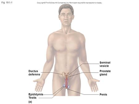 Seminal vesicle Ductus deferens Prostate gland Epididymis Penis Testis