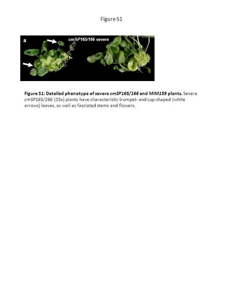 Figure S1 cmSP165/166 severe b MIM159 (mir159a) a Figure S1: Detailed phenotype of severe cmSP165/166 and MIM159 plants. Severe cmSP165/166 (15x) plants.