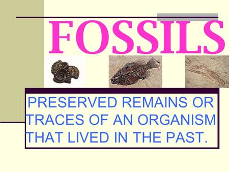 FOSSILS PRESERVED REMAINS OR TRACES OF AN ORGANISM THAT LIVED IN THE PAST.