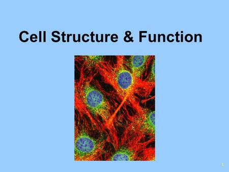 1 Cell Structure & Function. It wasn’t until the 1600s that scientists were able to use microscopes to observe living things.