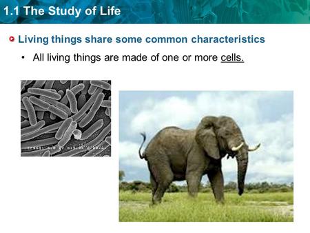 1.1 The Study of Life Living things share some common characteristics All living things are made of one or more cells.