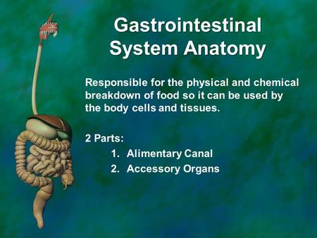 Gastrointestinal System Anatomy Responsible for the physical and chemical breakdown of food so it can be used by the body cells and tissues. 2 Parts: 1.Alimentary.