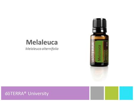 Melaleuca Melaleuca alternifolia dōTERRA® Product Tools dōTERRA® University.