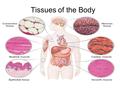 Tissues of the Body. Classified by shape and arrangement.